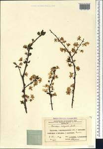 Prunus cerasus subsp. cerasus, Кавказ, Азербайджан (K6) (Азербайджан)
