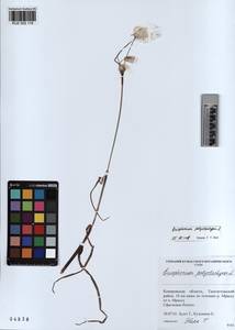 KUZ 002 119, Eriophorum angustifolium subsp. angustifolium, Сибирь, Алтай и Саяны (S2) (Россия)