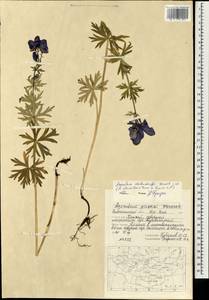 Борец железистый Rapaics, Монголия (MONG) (Монголия)