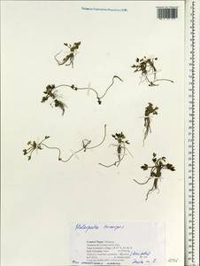 Halerpestes tricuspis (Maxim.) Hand.-Mazz., Зарубежная Азия (ASIA) (Непал)