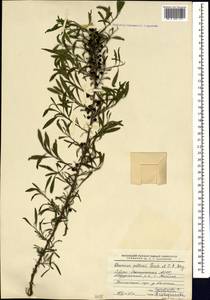 Rhamnus erythroxyloides subsp. erythroxyloides, Кавказ, Северная Осетия, Ингушетия и Чечня (K1c) (Россия)