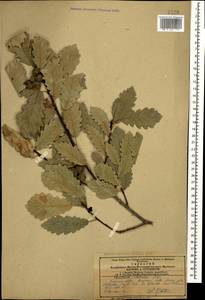 Quercus petraea subsp. polycarpa (Schur) Soó, Кавказ, Армения (K5) (Армения)