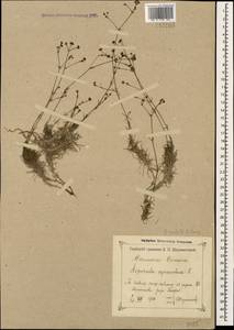 Cynanchica supina subsp. supina, Кавказ, Черноморское побережье (от Новороссийска до Адлера) (K3) (Россия)