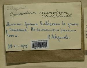 Cynodontium strumiferum (Hedw.) Lindb., Гербарий мохообразных, Мхи - Красноярский край, Тыва и Хакасия (B17) (Россия)