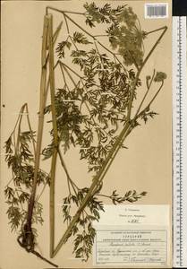 Гирчовница болотная (L.) Hoffm., Восточная Европа, Московская область и Москва (E4a) (Россия)