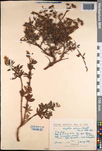Dasiphora davurica var. mandshurica (Maxim.) Verloove & Lambinon, Сибирь, Прибайкалье и Забайкалье (S4) (Россия)
