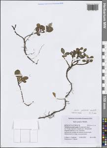 Ива полярная Wahlenb., Сибирь, Прибайкалье и Забайкалье (S4) (Россия)