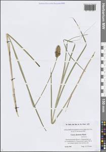 Осока двурядная Huds., Восточная Европа, Северо-Западный район (E2) (Россия)