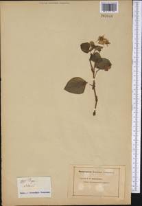 Begonia cucullata var. hookeri (A.DC.) L.B.Sm. & B.G.Schub., Америка (AMER) (Неизвестно)