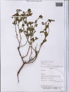 Crotalaria incana L., Америка (AMER) (Парагвай)