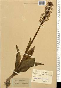 Ятрышник Стевена (Rchb.f.) B.Baumann & al., Кавказ, Южная Осетия (K4b) (Южная Осетия)