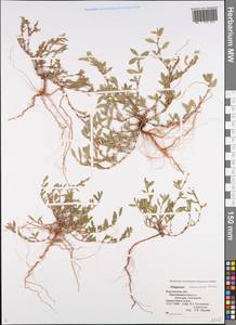 Спорыш простертый, Спорыш обыкновенный Boreau, Восточная Европа, Центральный лесостепной район (E6) (Россия)
