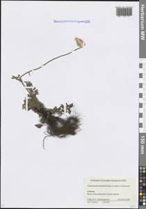 Пижма черноголовниковая (Ledeb.) Grierson, Кавказ, Краснодарский край и Адыгея (K1a) (Россия)