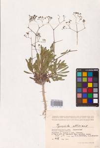 Качим высочайший L., Восточная Европа, Нижневолжский район (E9) (Россия)