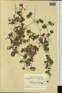 Rhynchosia minima (L.)DC., Австралия и Океания (AUSTR)