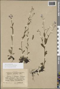 Незабудка стелющаяся Host, Восточная Европа, Северный район (E1) (Россия)