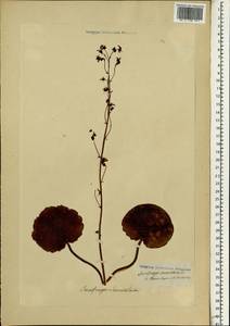 Saxifraga stolonifera Curtis, Зарубежная Азия (ASIA) (Неизвестно)