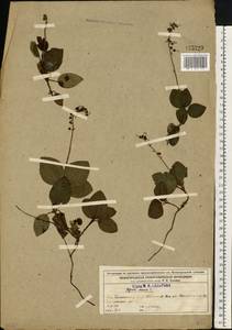 Ортилия однобокая (L.) House, Восточная Европа, Волжско-Камский район (E7) (Россия)