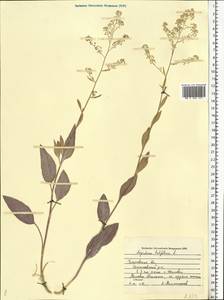 Клоповник широколистный L., Восточная Европа, Средневолжский район (E8) (Россия)