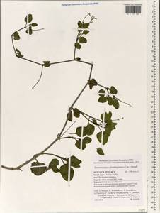 Commicarpus plumbagineus (Cav.) Standl., Зарубежная Азия (ASIA) (Израиль)