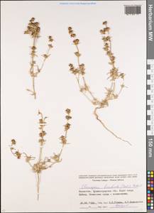 Pyankovia brachiata (Pall.) Akhani & Roalson, Средняя Азия и Казахстан, Северный и Центральный Казахстан (M10) (Казахстан)