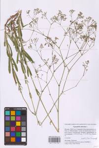 Качим высочайший L., Восточная Европа, Московская область и Москва (E4a) (Россия)