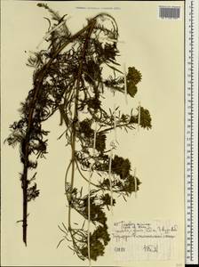 Tagetes minima L., Африка (AFR) (Эфиопия)