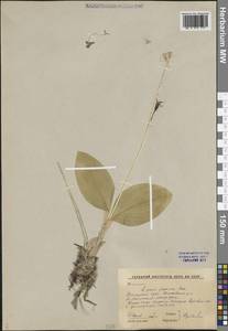 Мякотница однолистная, Сибирь, Дальний Восток (S6) (Россия)