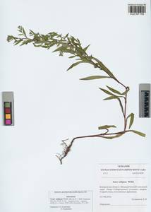 Symphyotrichum ×salignum (Willd.) G. L. Nesom, Сибирь, Алтай и Саяны (S2) (Россия)