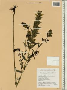 Rhinanthus serotinus var. vernalis (N. W. Zinger) Janch., Восточная Европа, Центральный лесостепной район (E6) (Россия)