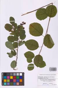 Amelanchier spicata × alnifolia, Восточная Европа, Московская область и Москва (E4a) (Россия)