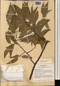 Quercus chenii Nakai, Зарубежная Азия (ASIA) (КНР)
