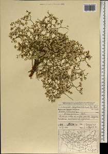 Кермек золотистый (L.) Chaz., Монголия (MONG) (Монголия)