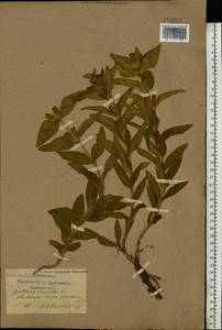 Горечавка крестовидная L., Восточная Европа, Западный район (E3) (Россия)