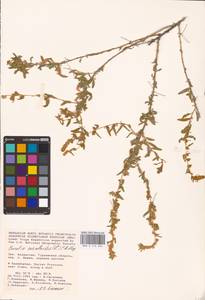 Терескен хохолковый (L.) Gueldenst., Средняя Азия и Казахстан, Прикаспийский Устюрт и Северное Приаралье (M8) (Казахстан)