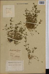 Мерингия трехжилковая (L.) Clairv., Западная Европа (EUR) (Германия)