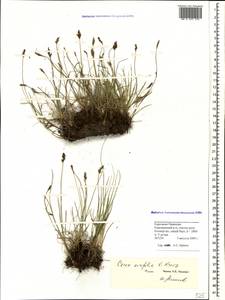 Осока остролистная (V.I.Krecz.) Kukkonen, Кавказ, Ставропольский край, Карачаево-Черкесия, Кабардино-Балкария (K1b) (Россия)