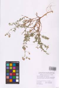 Medicago caerulea × falcata, Восточная Европа, Нижневолжский район (E9) (Россия)