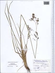 Щучка дернистая (L.) P.Beauv., Кавказ, Азербайджан (K6) (Азербайджан)