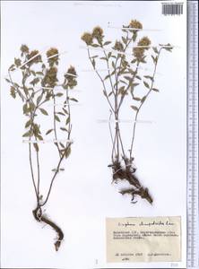 Зизифора пахучковидная Lam., Средняя Азия и Казахстан, Муюнкумы, Прибалхашье и Бетпак-Дала (M9) (Казахстан)