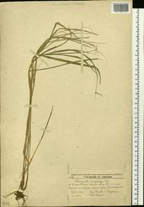 Вейник пурпурный (Trin.) Trin., Сибирь, Дальний Восток (S6) (Россия)