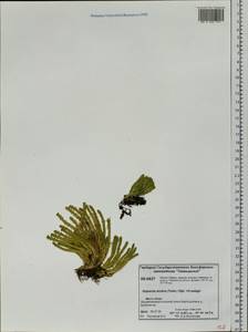 Huperzia selago subsp. appressa (La Pylaie ex Desv.) D. Löve, Сибирь, Центральная Сибирь (S3) (Россия)