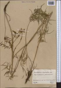 Cenolophium fischeri (Spreng.) W.D.J.Koch, Средняя Азия и Казахстан, Северный и Центральный Казахстан (M10) (Казахстан)