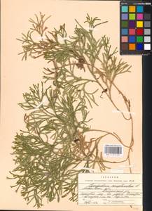 Diphasiastrum complanatum subsp. complanatum, Восточная Европа, Московская область и Москва (E4a) (Россия)