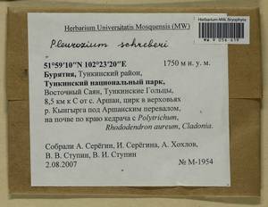Pleurozium schreberi (Willd. ex Brid.) Mitt., Гербарий мохообразных, Мхи - Прибайкалье и Забайкалье (B18) (Россия)