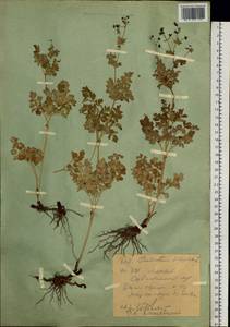 Василисник простой L., Сибирь, Западный (Казахстанский) Алтай (S2a) (Казахстан)