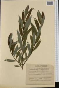 Salix arbusculoides Anderss., Сибирь, Якутия (S5) (Россия)