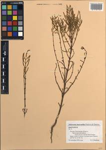 Salicornia procumbens subsp. heterantha (S. S. Beer & Demina) G. Kadereit & Piirainen, Восточная Европа, Ростовская область (E12a) (Россия)