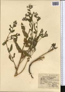 Кривоцвет восточный (L.) Kusn., Средняя Азия и Казахстан, Северный и Центральный Тянь-Шань (M4) (Киргизия)