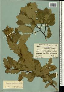 Дуб пушистый Willd., Крым (KRYM) (Россия)